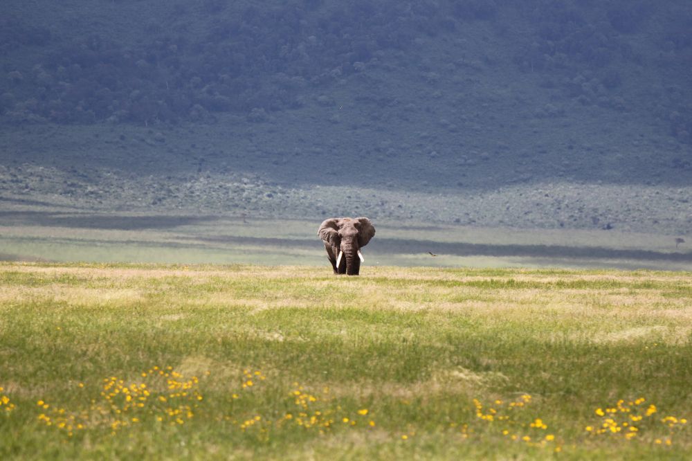 Photograph by Анастасия Парчевская