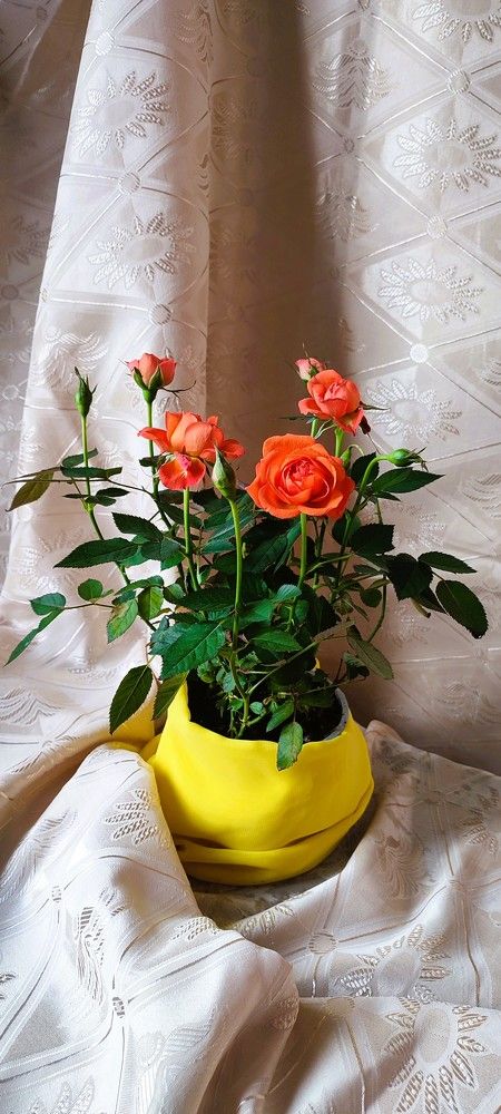 Photograph by Светлана Батурова