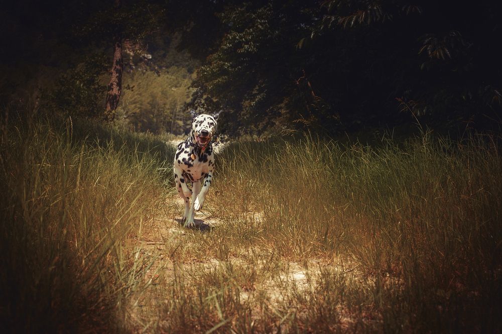 Photograph by Карина Исакова