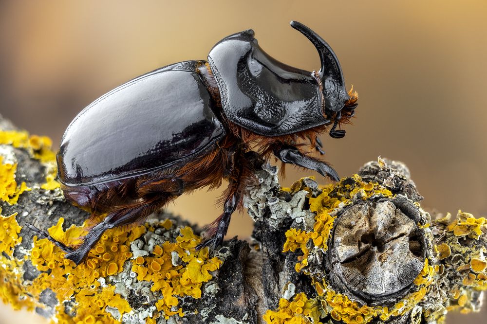 Rhinoceros Beetle