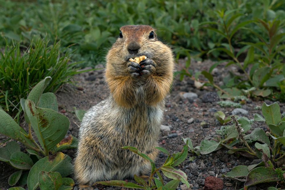 Фотография автора Регина Иванова