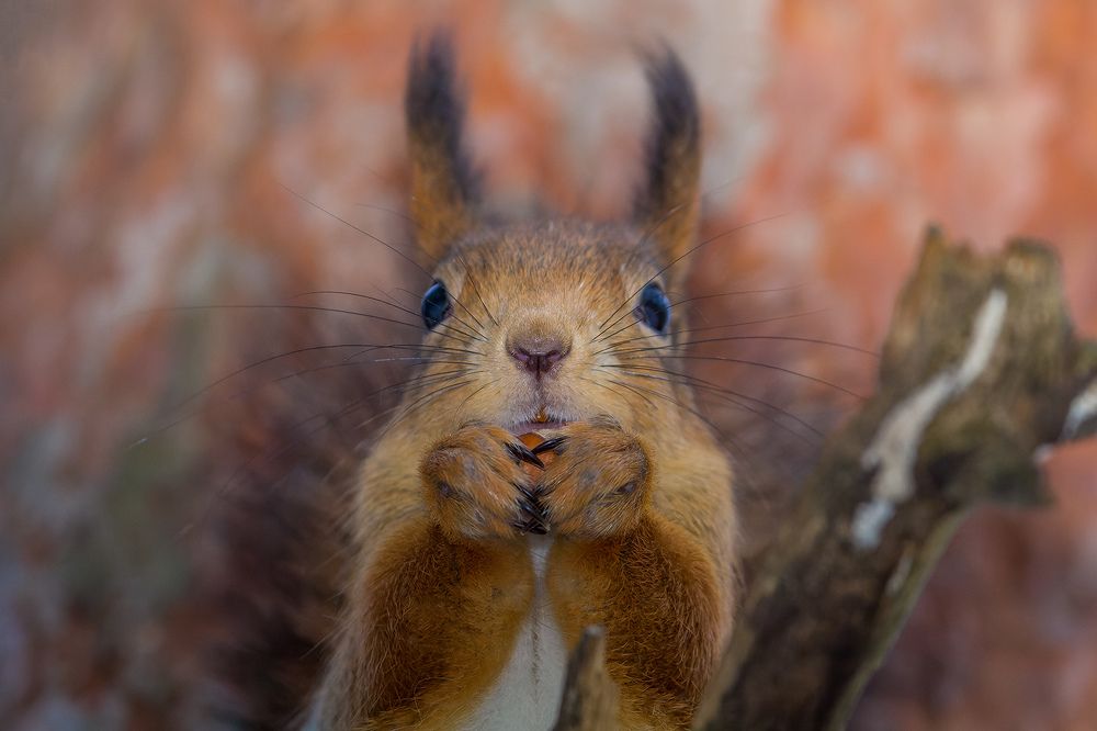 Photograph by Вячеслав Орос