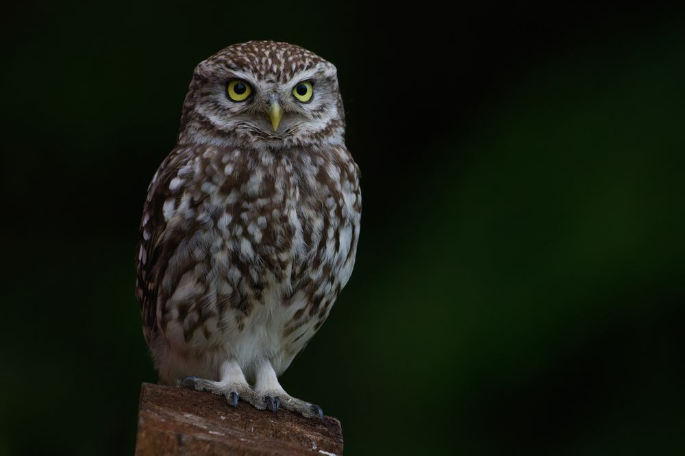 Photograph by Silvia Koopmans