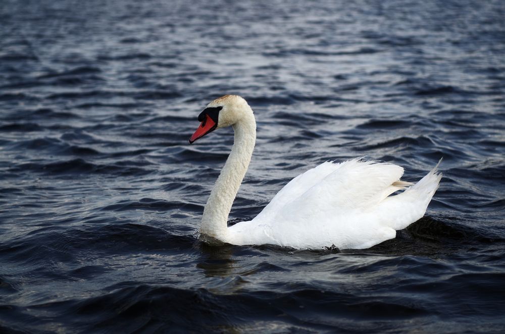Фотография автора Андрей Неденко