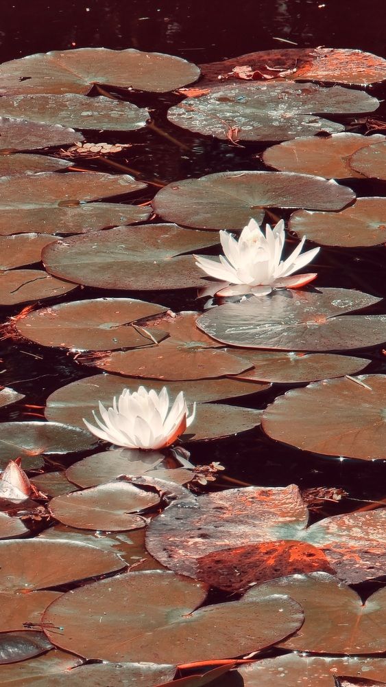 Photograph by Marie G