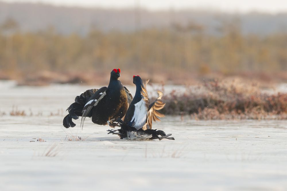 Photograph by Светлана Барабанщикова