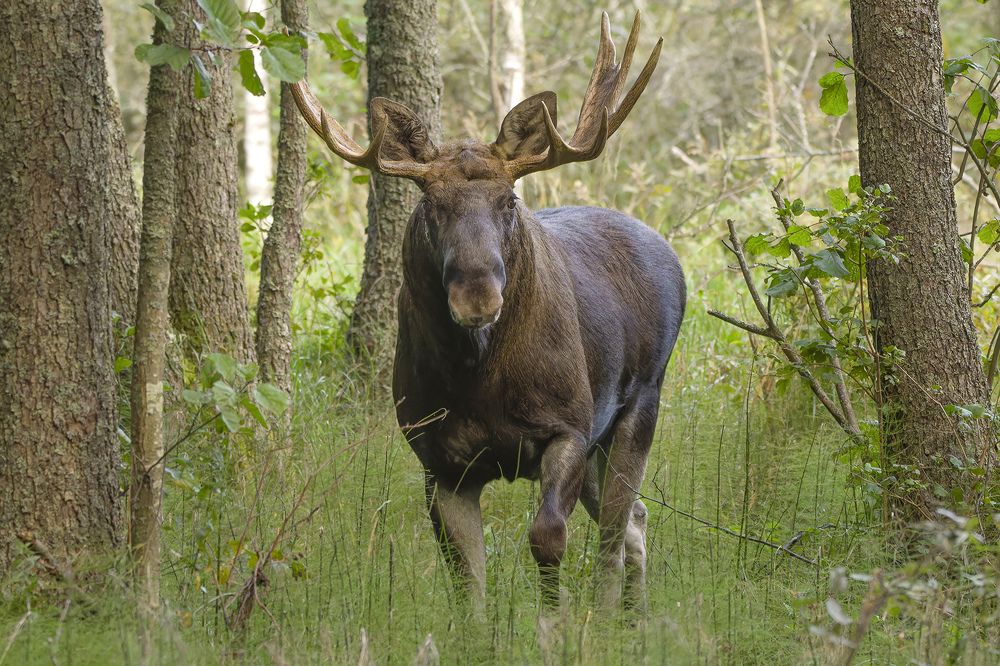 Фотография автора Светлана Барабанщикова
