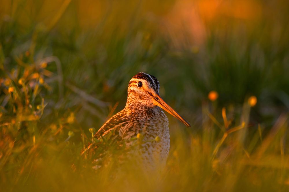 Photograph by Светлана Барабанщикова