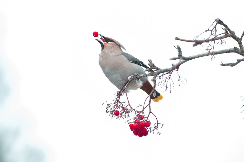 Photograph by Светлана Барабанщикова
