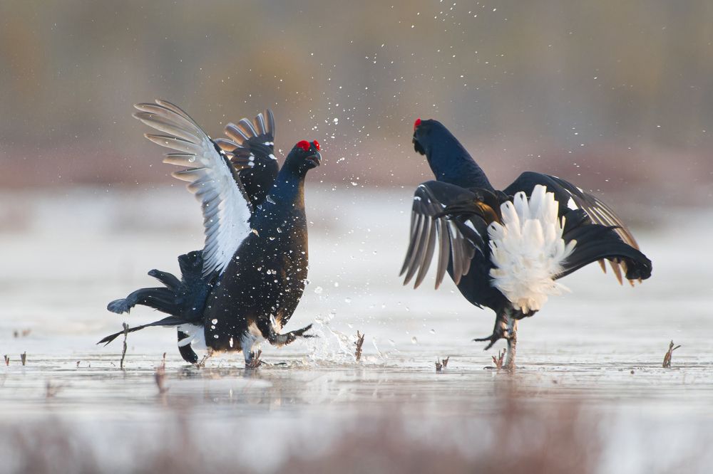 Photograph by Светлана Барабанщикова
