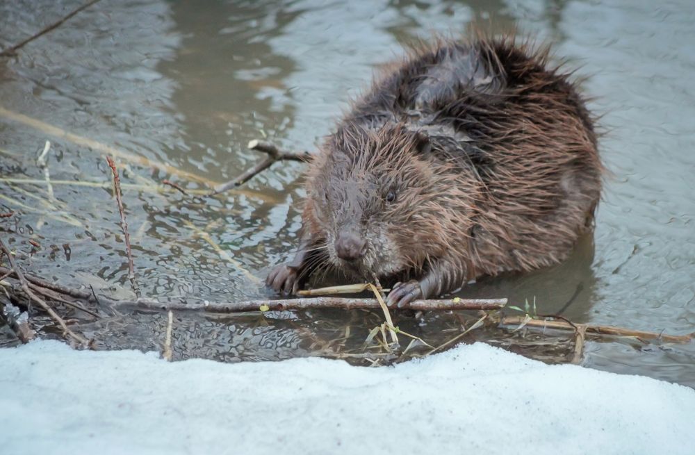 Photograph by Ольга Заповедная