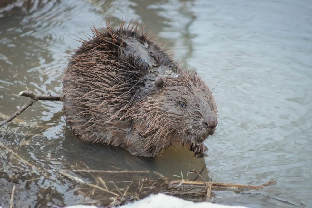 Photograph by Ольга Заповедная