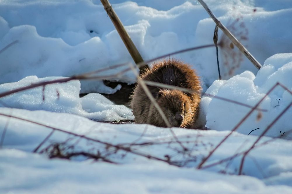 Photograph by Ольга Заповедная