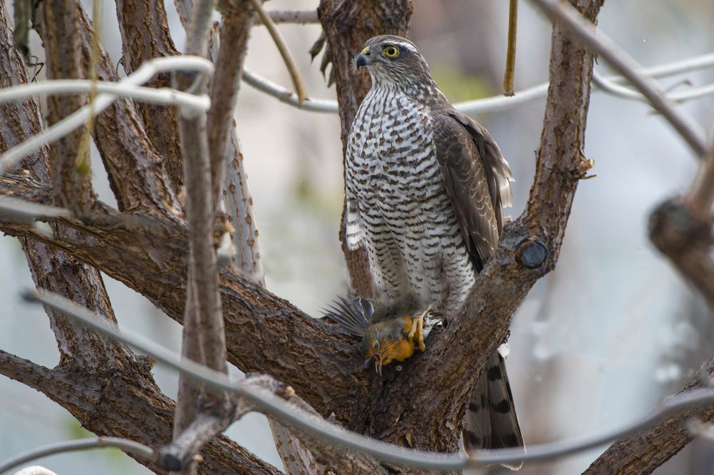 Photograph by Светлана Барабанщикова