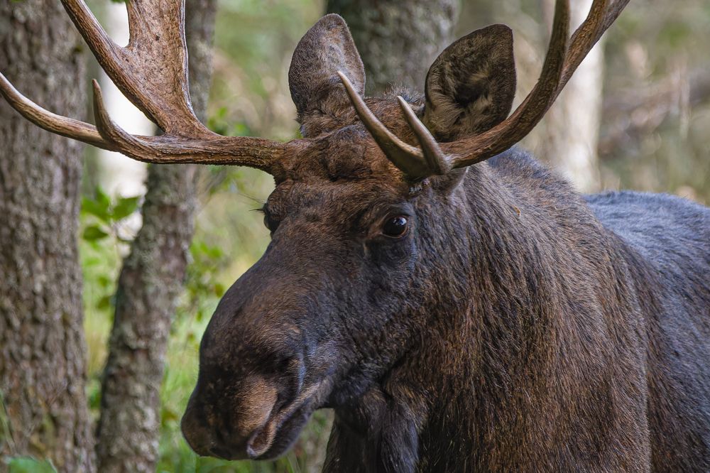 Photograph by Светлана Барабанщикова