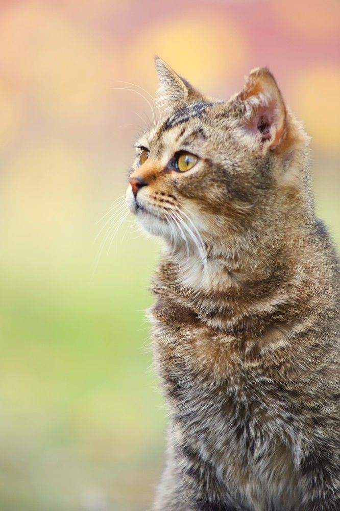 Фотография автора Михаил Лупина