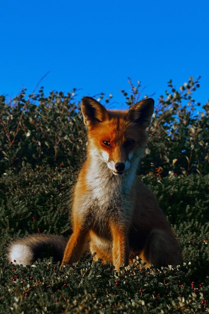 Photograph by Алиса Северная