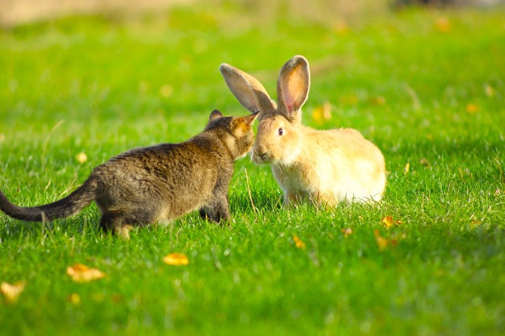 Фотография автора Михаил Лупина
