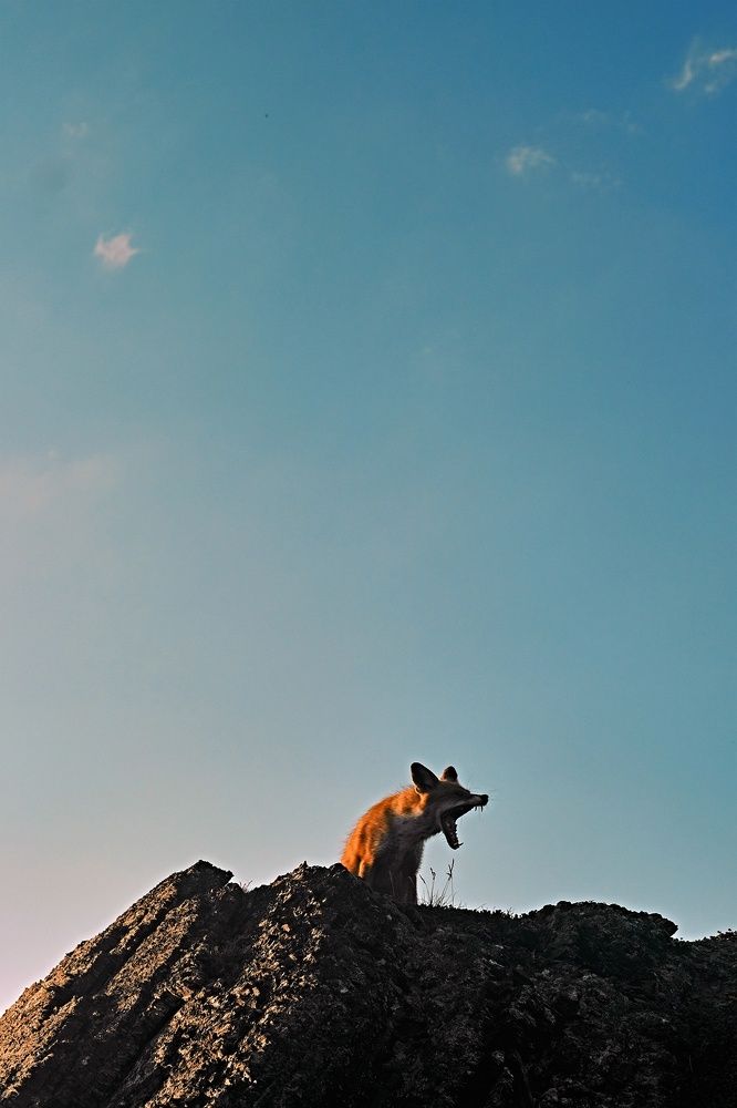 Photograph by Алиса Северная