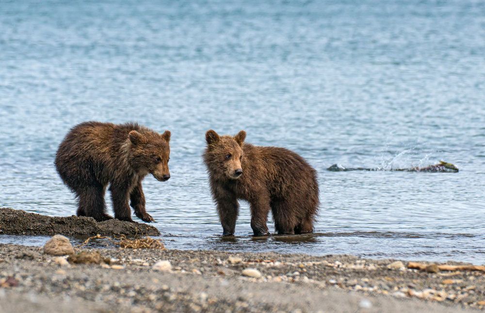 Фотография автора Регина Иванова