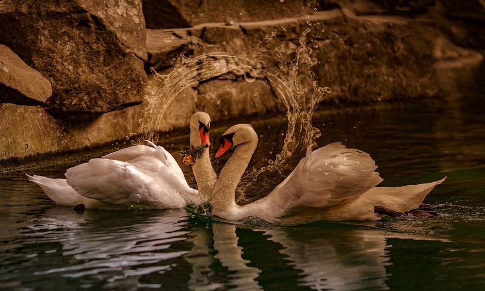 Лебединая свадьба