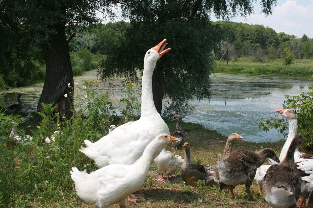 Photograph by Игорь Грулёв