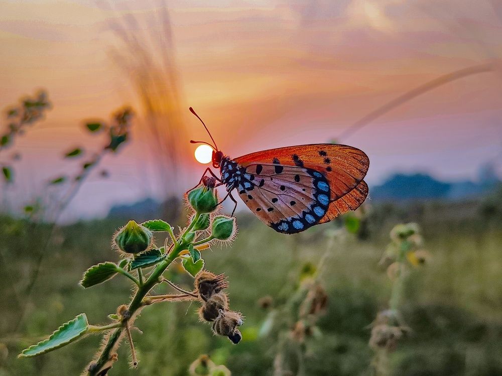 Photograph by SAIKAT PAL