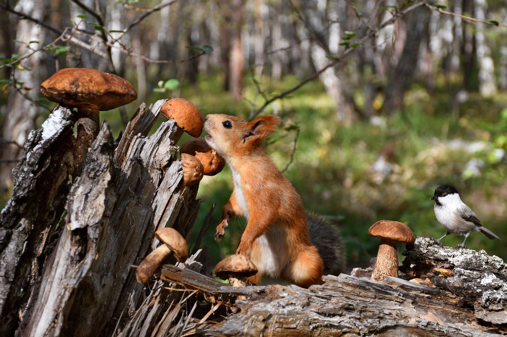 Photograph by Елена Гасенко