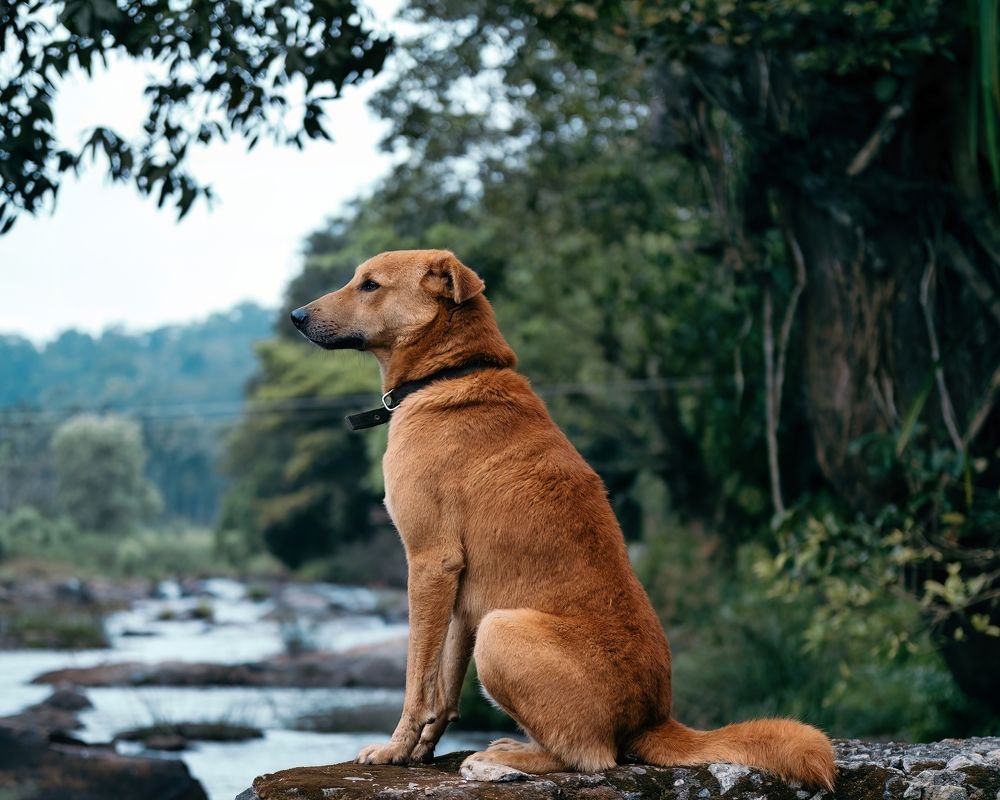 Photograph by Kedarnath M S
