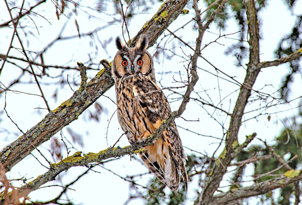 Ушастая сова