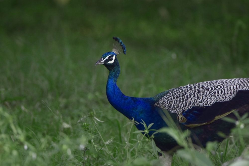 Photograph by Manav Shah