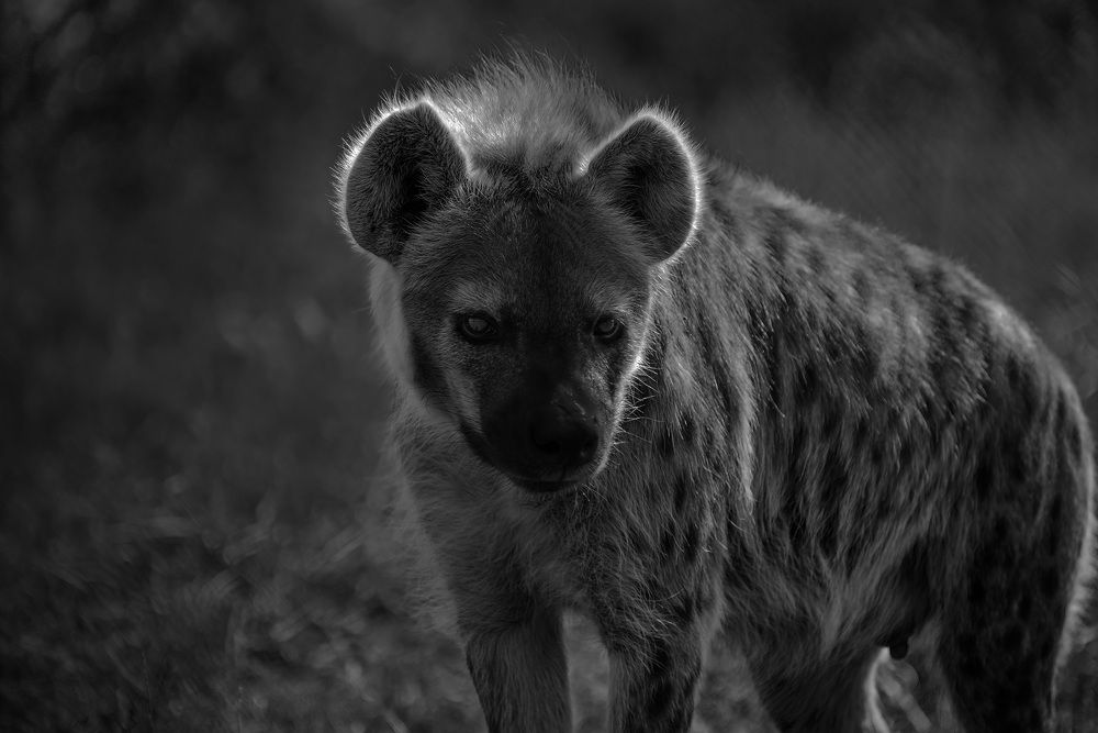 Photograph by Tanja Wolfaardt