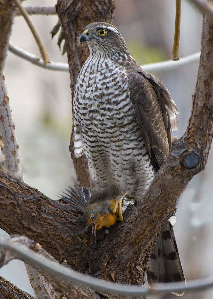 Photograph by Светлана Барабанщикова