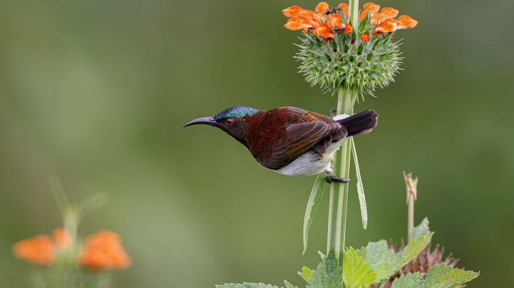 A Purple Rumped Sunbird on a flower!