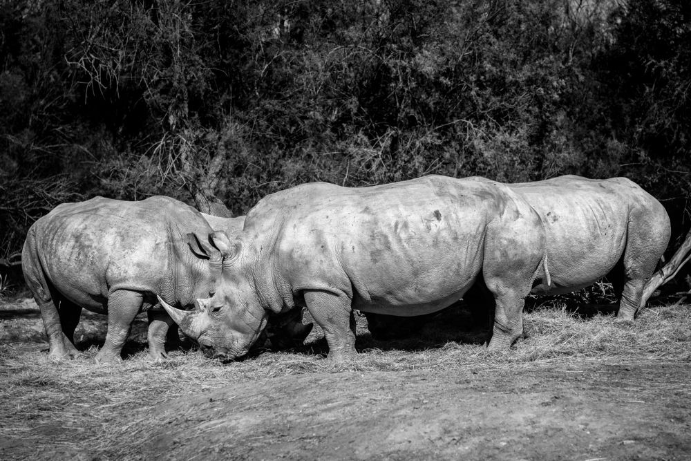 Photograph by Evgeniya Stafeeva