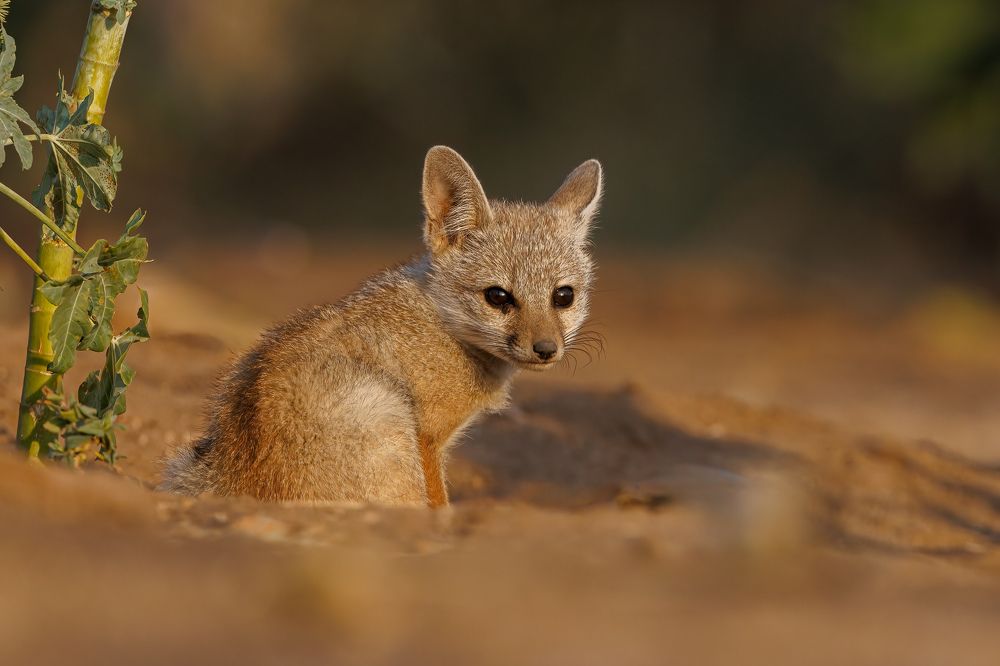 An Indian Fox cub waiting anxiously for its parent outside its den!