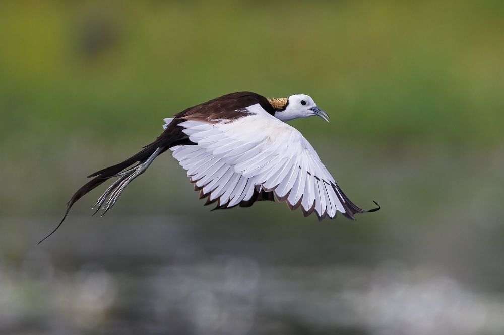 A Pheasant Tailed Jacana in breeding plumage chasing its mate!