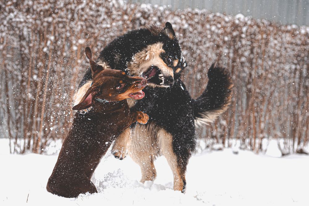 Фотография автора Ольга Тенилова