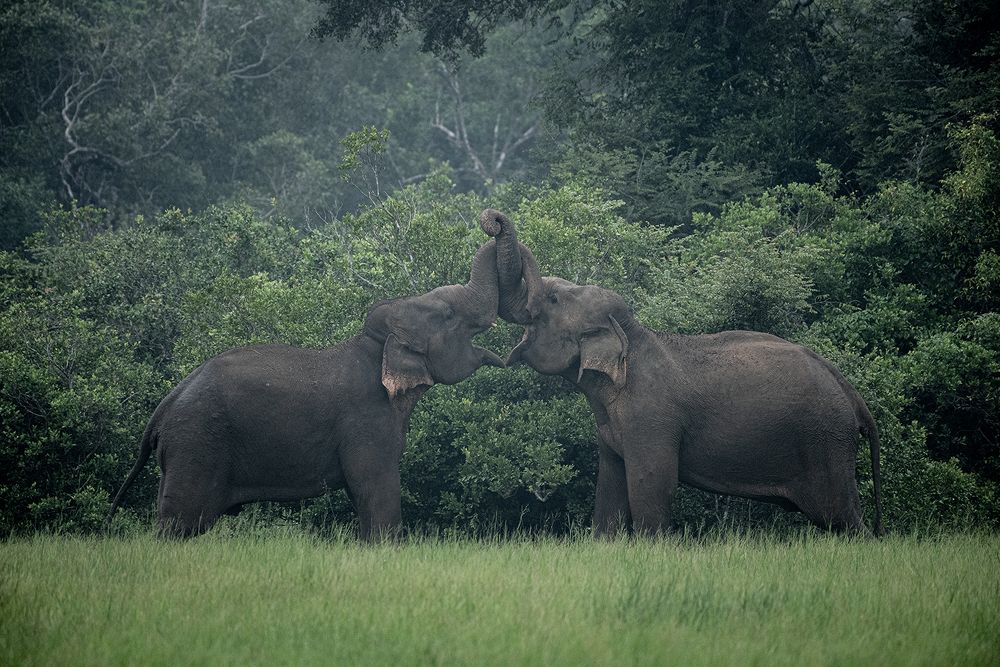 Photograph by SAMAN HALLOLUWA