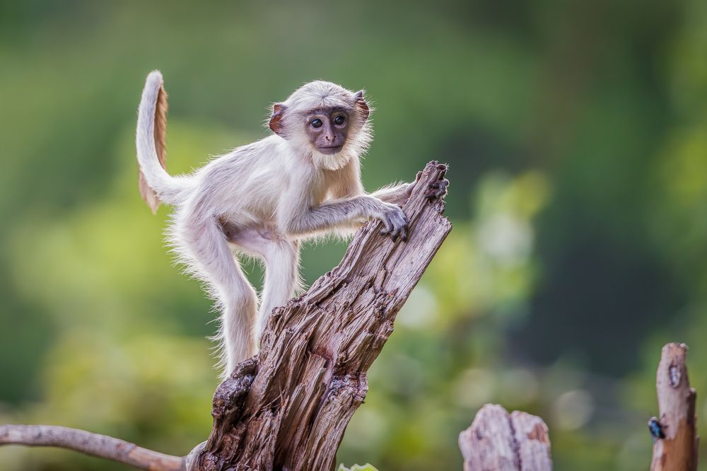A Langur playing on the hillside trees