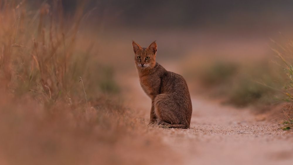 A Jungle Cat active during dusk hunting in the grasslands
