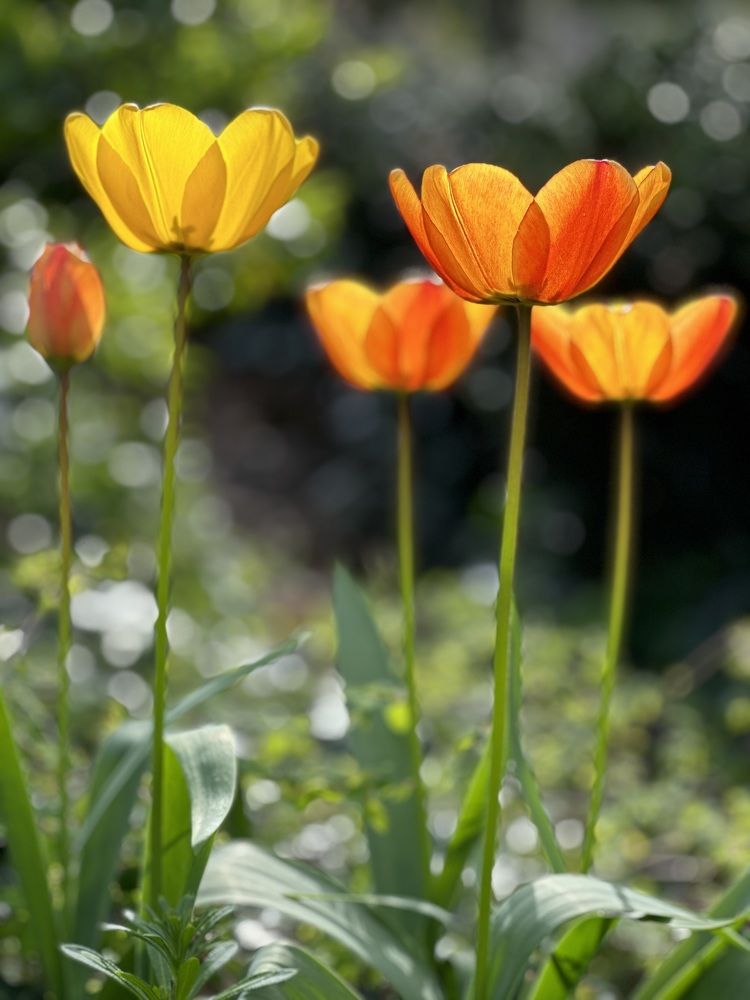 Photograph by Nancy Koch