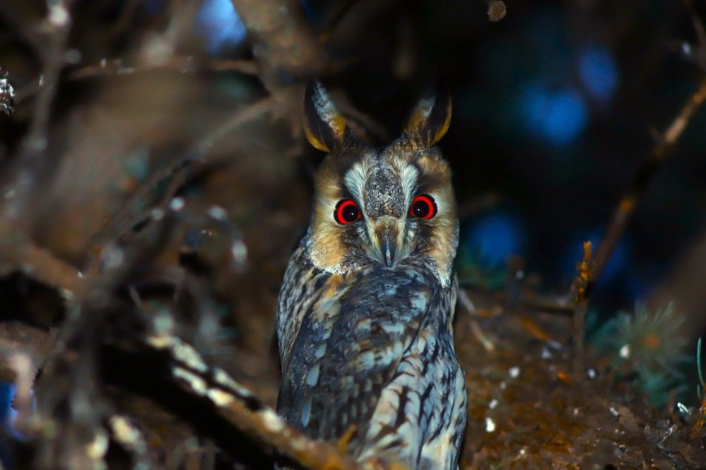 Фотография автора Михаил Лупина