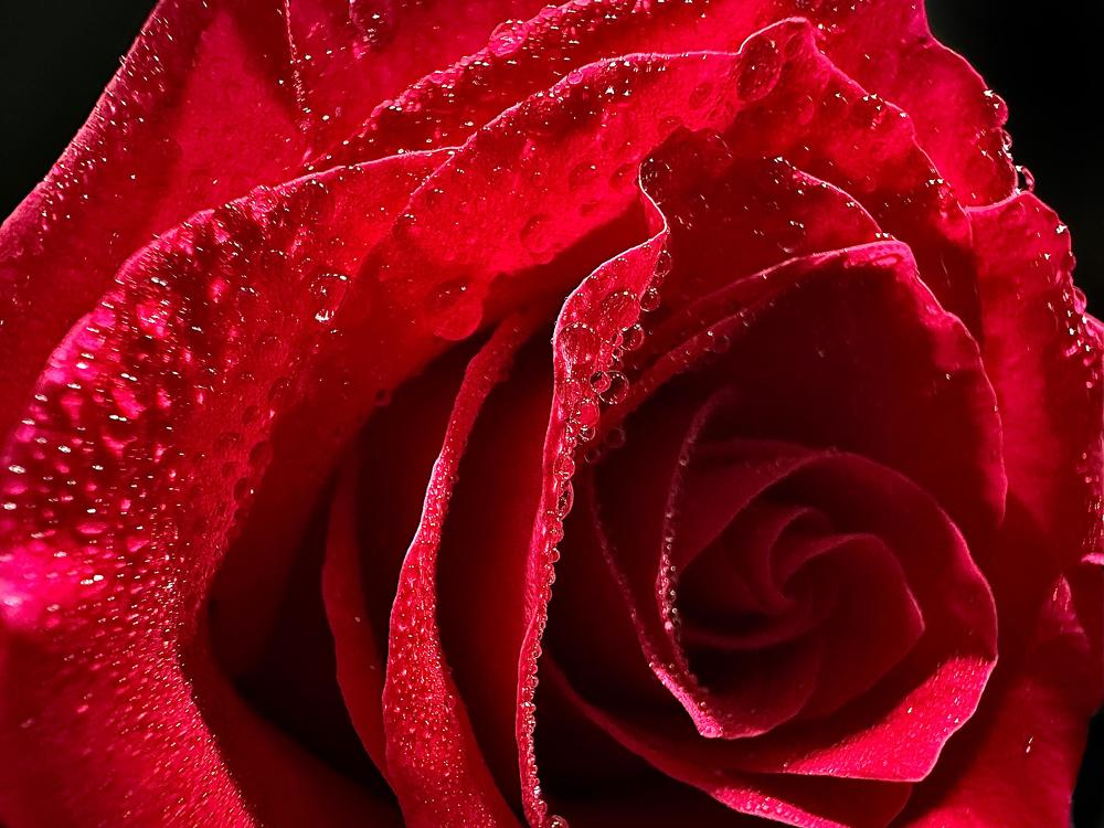 Photograph by Svetlana Rashidova