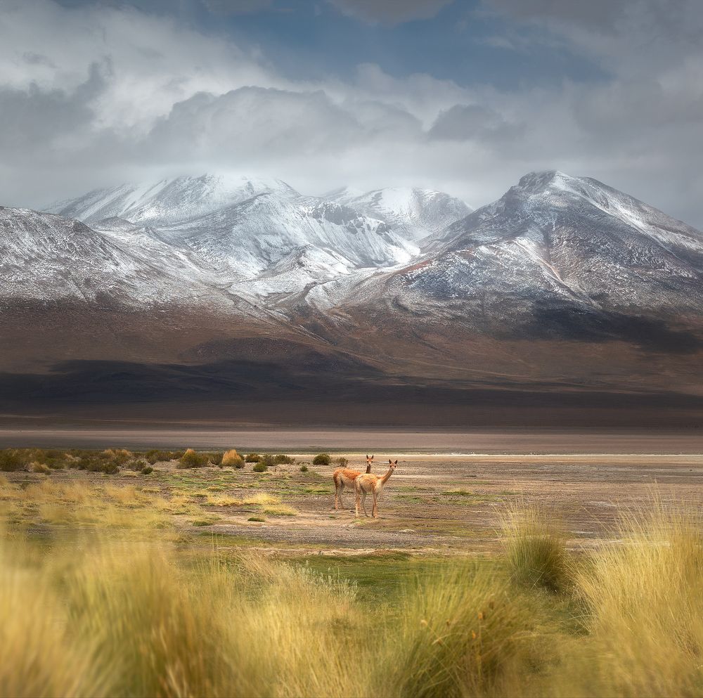 Боливийский сюжет