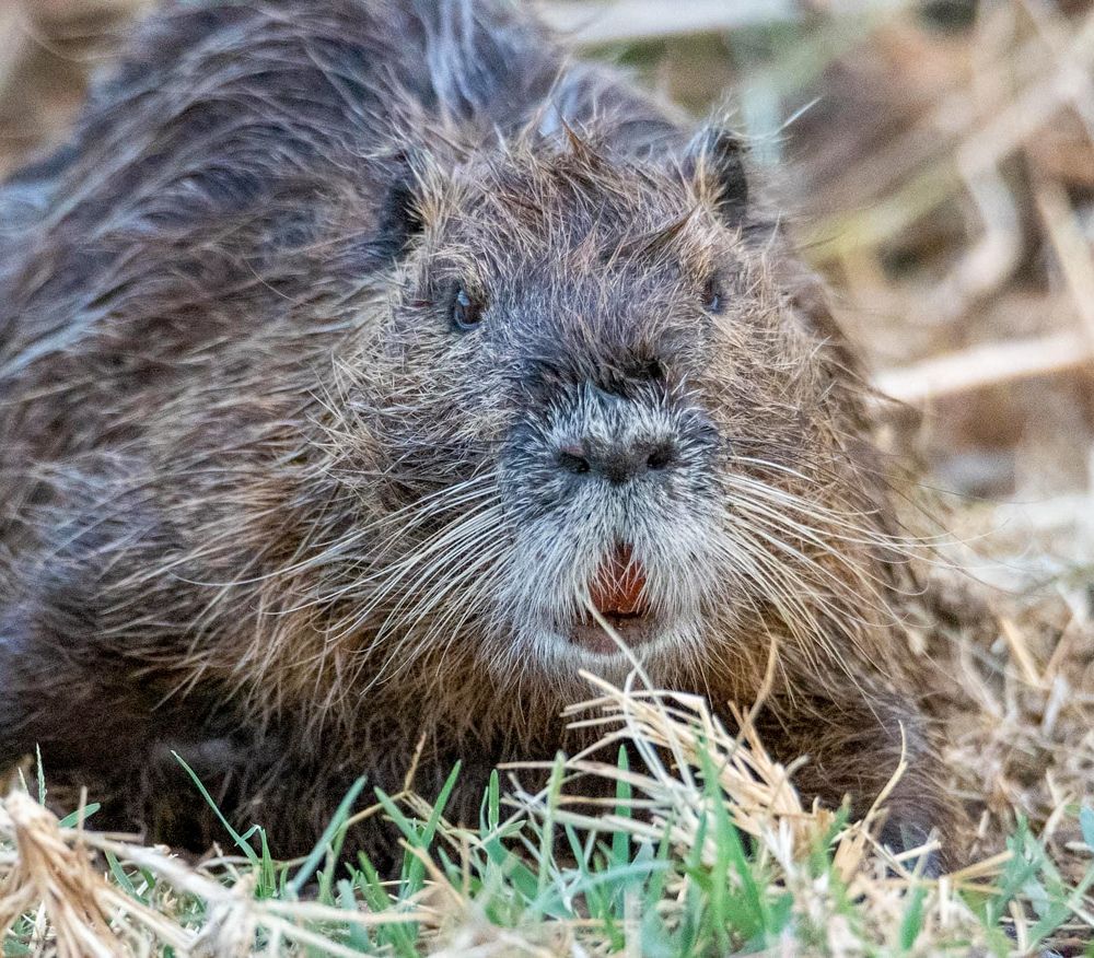 Фотография автора محمد سعد أبو أبراهم