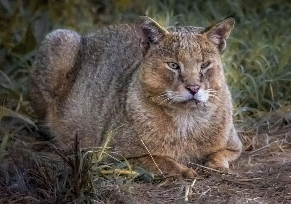 Фотография автора محمد سعد أبو أبراهم