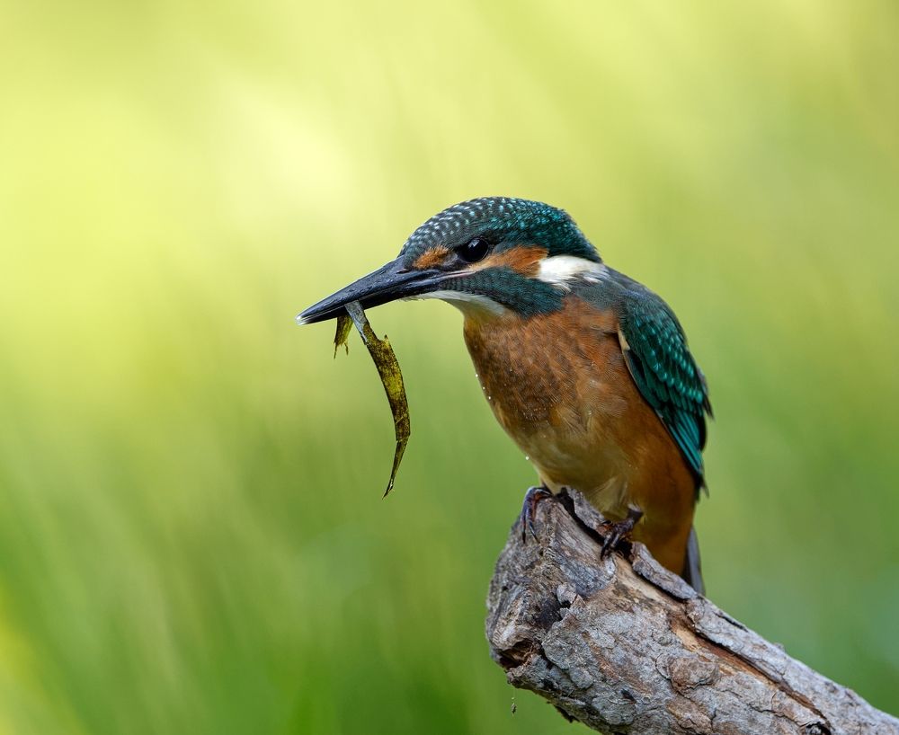 Photograph by Олег Есиков