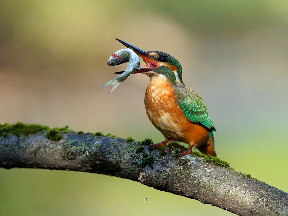 Photograph by Олег Есиков