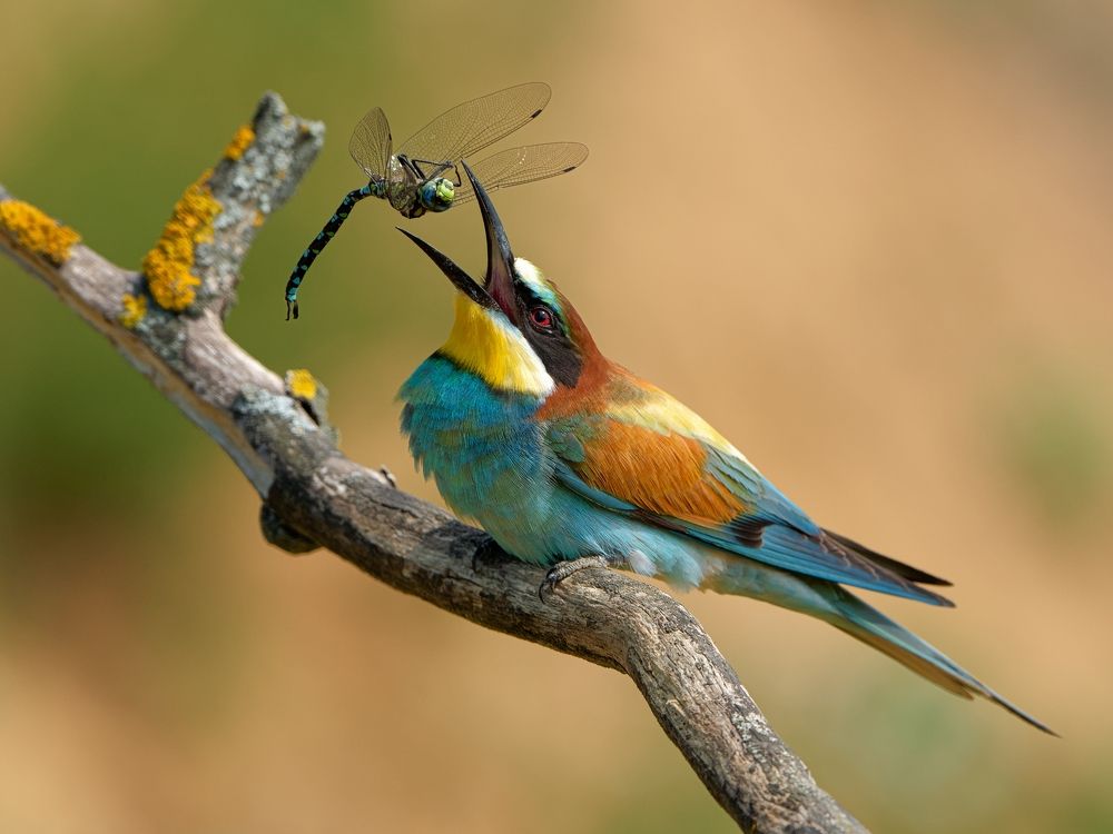 Photograph by Олег Есиков